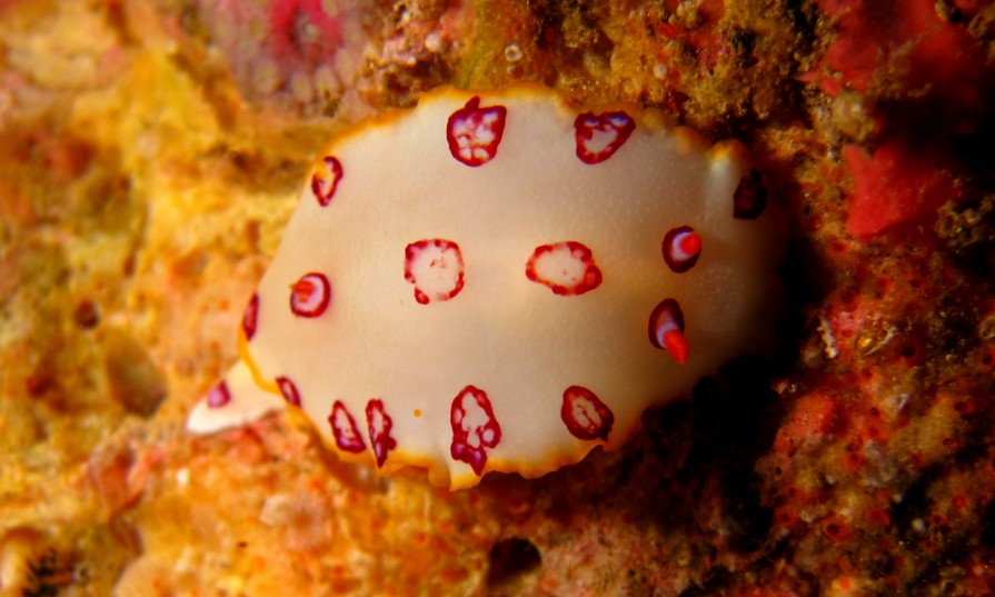 HYPSELODORIS DOLLFUSI - dawhat Qabal - Bay of Qabal - Mussandam - OMAN
