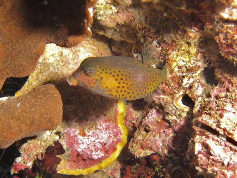 Ostracion Cubicum Mussandam box fish