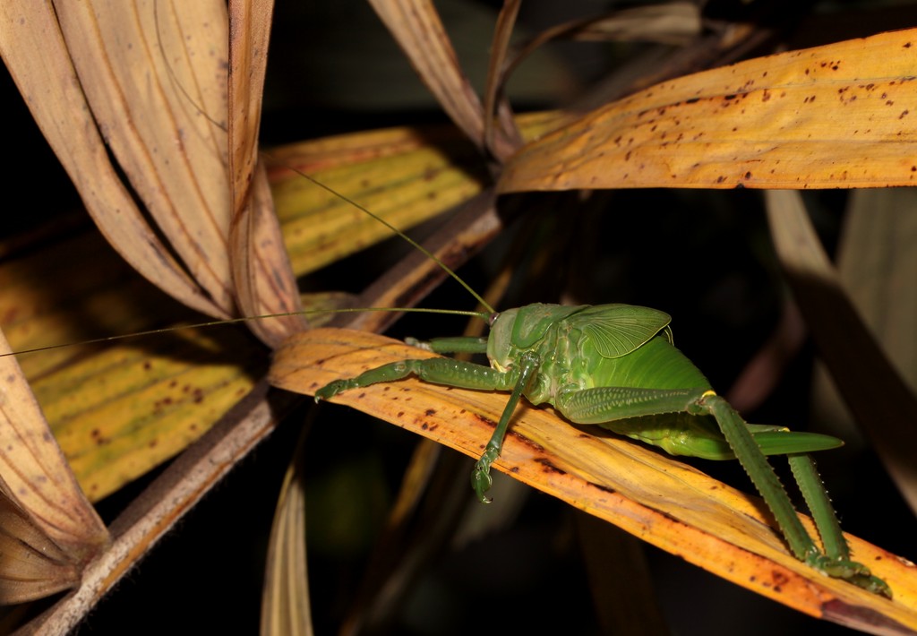 Cocos nucifera Linné Pseudophyllanax imperialis sauterelle endémique Nouvelle-Calédonie 