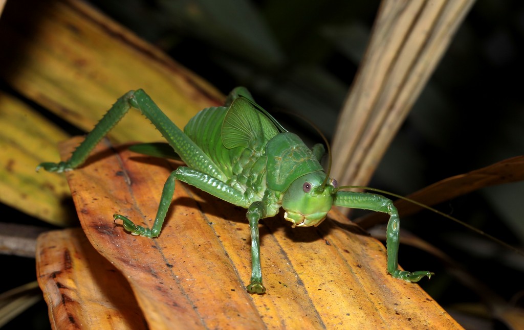 Pseudophyllanax imperialis Coconut Grasshopper New Caledonia insect endemiq Cocos nucifera banana