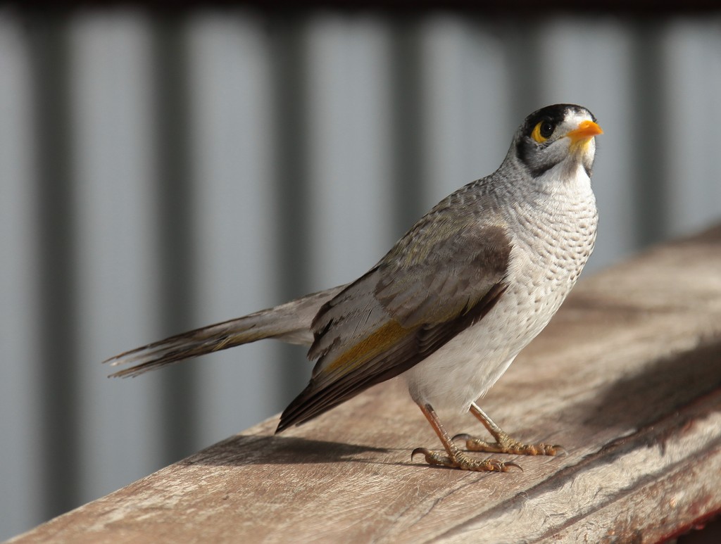 Manorina melanocephala Noisy Miner Méliphage bruyant espèce endémique Australie