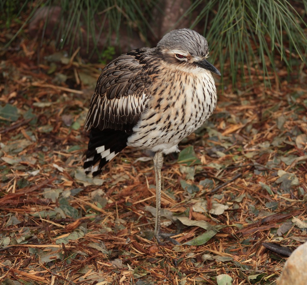 Burhinus grallarius Bush Stone-curlews australia bird