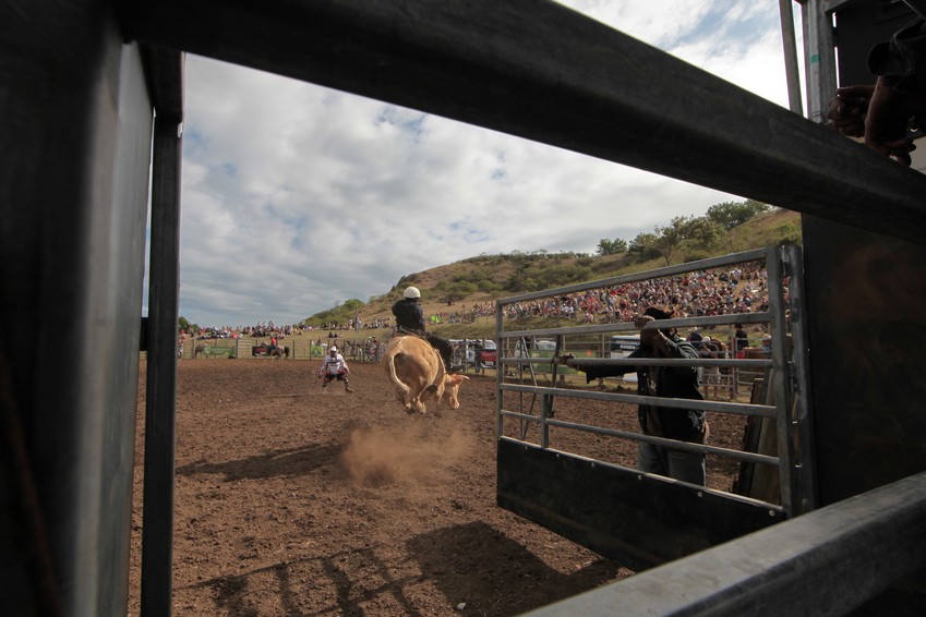Taureau dans l'arene bull rider sport dangeureux rodéo
