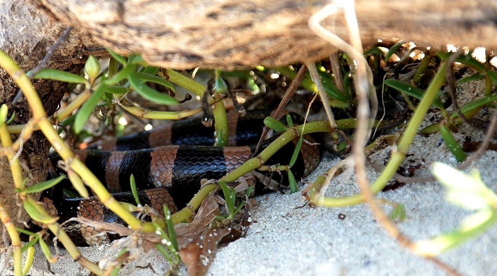 Python Crockeri Laticauda LATICAUDA SAINTGIRONSI - (COGGER & HEATWOLE, 2006)