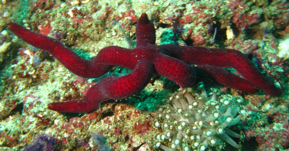 common comet star Guilding's sea star the green Linckia oman diving musandam