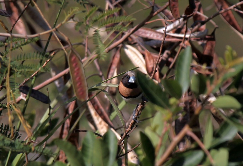 LONCHURA CASTANEOTHORAX (GOULD, 1837)