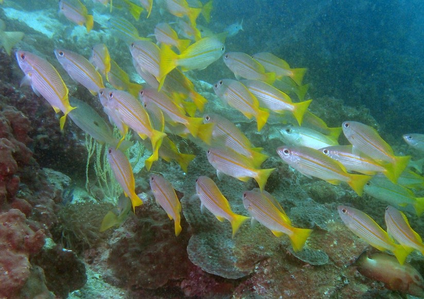 Bigeye Snapper dibba oman musandam diving