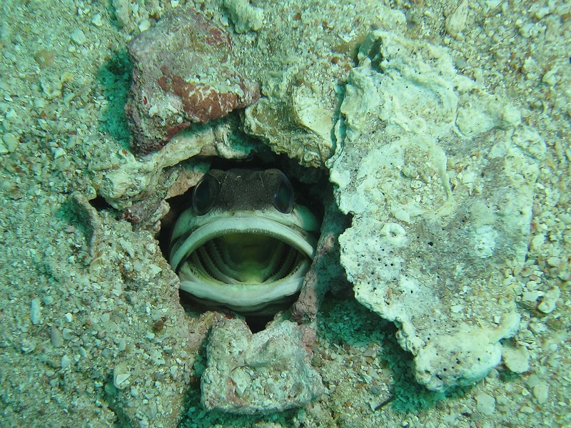 OPISTOGNATHUS NIGROMARGINATUS - Ras Lima - Sultanate of Oman