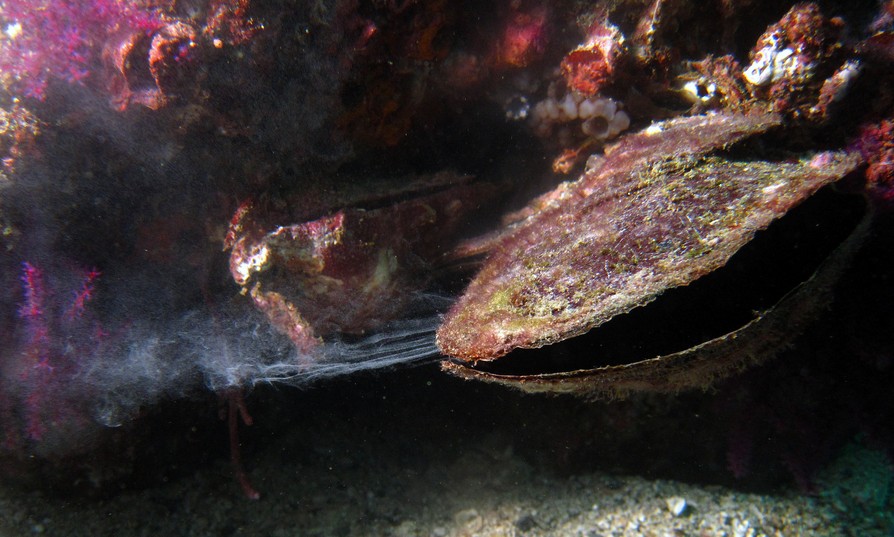 reproduction huitre emission gamète oman musandam diving oyster