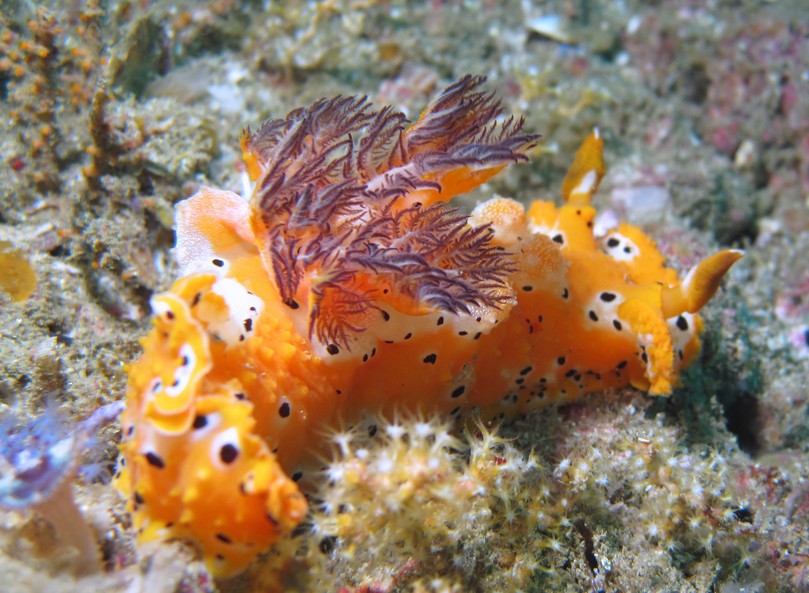 PLOCAMOPHERUS musandam ras marovi nudibranch oman ocean indien diving dibba