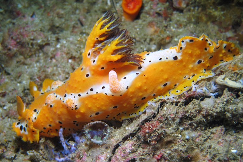 nudibranche oman jaune blanc avec point noir plocamopherus dibba diving