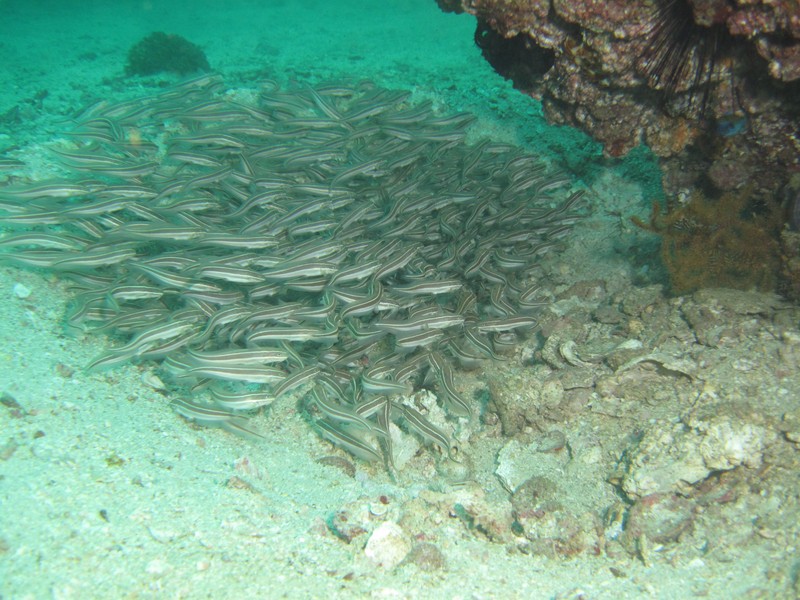 Plotosus lineatus Striped eel catfish Sultanate of Oman