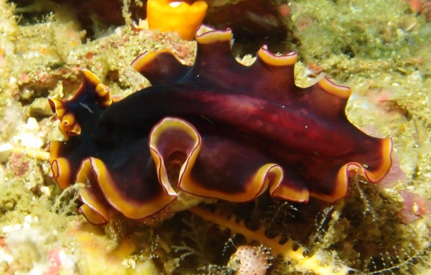 Glorious flatworm, musandam dibha octopus rock diving oman boat trip north
