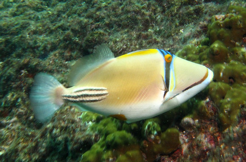 RHINECANTHUS ASSASI (Forsskål, 1775)