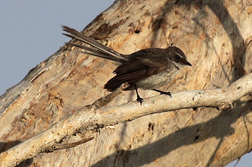 RHIPIDURA FULGINOSA SSP BULGERI (SPARRMAN, 1787)