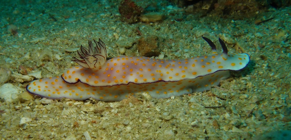 nudibranch oman diving mussandan nomad diver seaslug on the sand yellow spot purple edge
