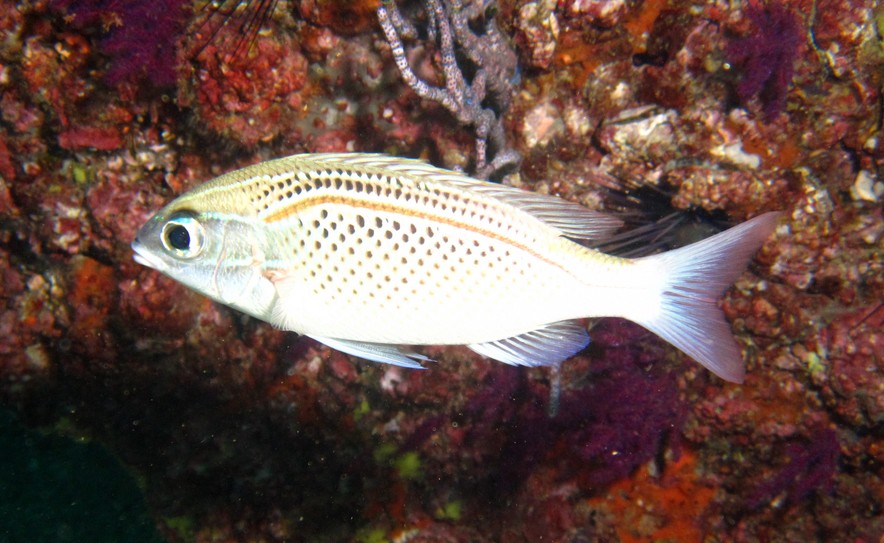 Dotted Spinecheek - Oman - mussandam - ras marovi