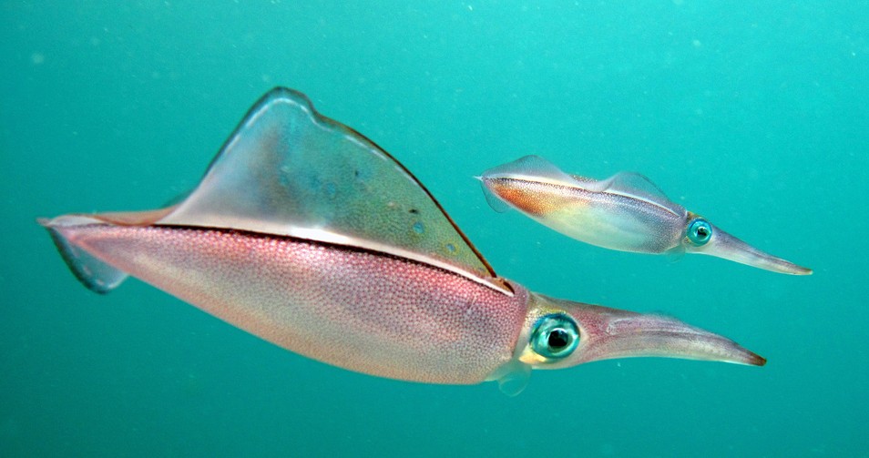 Sépia aux yeux vert - Oman - mussandam - ras marovi