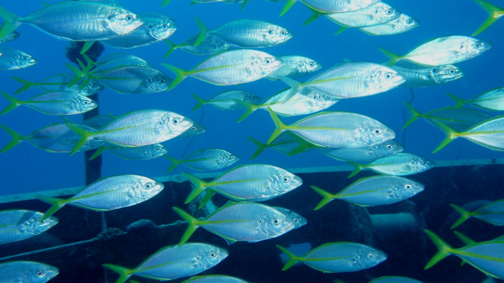 Pseudocaranx dentex Carangue à ligne jaune Nouvelle-Calédonie Opercule avec une tache noire