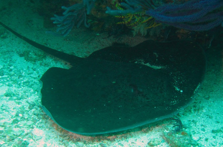 Taeniurops meyeni blotched fantail ray Oman Mussandam Ras Marovi