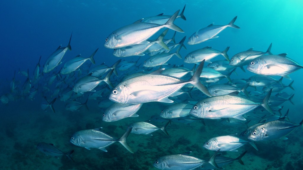 Caranx sexfasciatus Bigeye trevally school New Caledonia