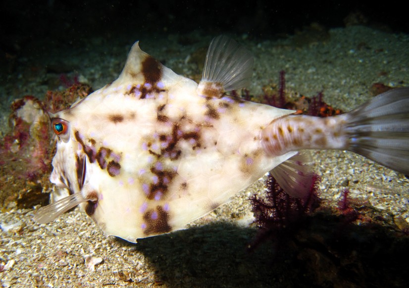 Tetrosomus gibbosus برجکماهی گوژپشت Oman sea