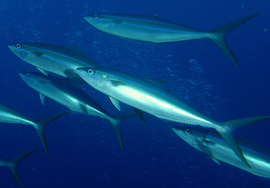 Elagatis bipinnulata Rainbow runner New Caledonia elongate fish large deeply forked tail