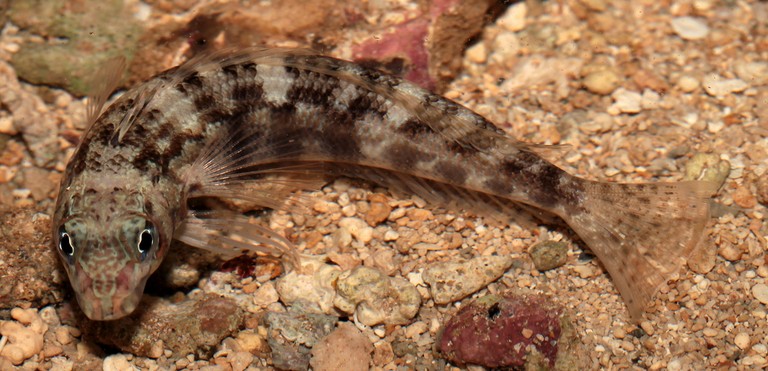 Faune marine des récifs frangeants de Nouvelle-Calédonie Reportage technique prise de vue photographique