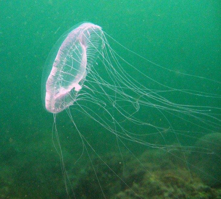 jelly fish aeqoree - musamdam - oman