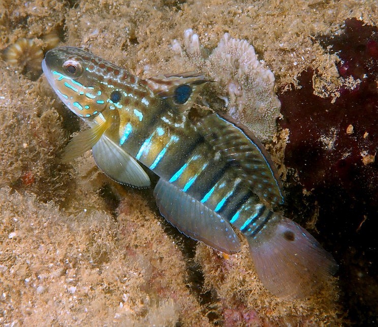 AMBLYGOBIUS PHALAENA VALENCIENNES 1837 AMBLYGOBIUS PHALAENA VALENCIENNES 1837