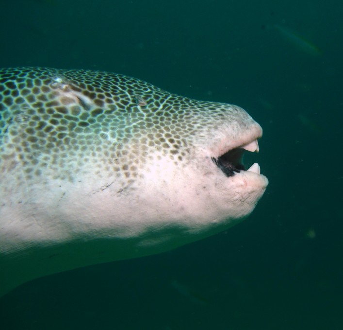Arothron stellatus Moyôfugu モヨウフグ ブラインドフィッシュアラビア海