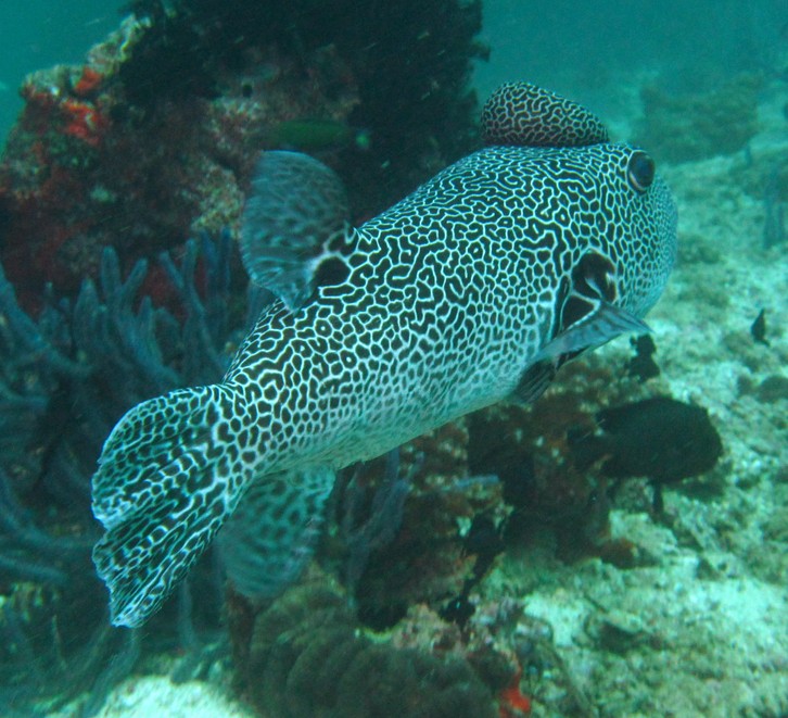 Arothron stellatus Poisson-ballon étoilé déformation tête Oman Mussamdam Ras Lima