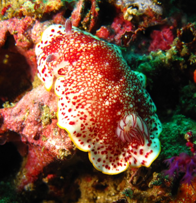 Chromodoris tinctoria doris Oman red colour Mussandam