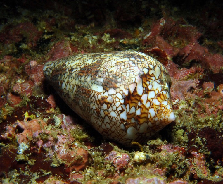 conus textile Oman Musandam diving Ras Marovi plonge en Oman shell