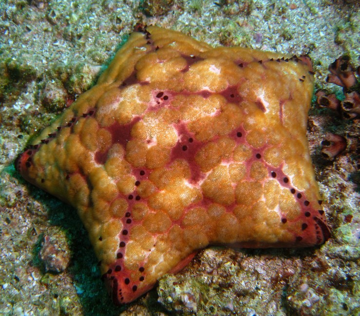 CULCITA SCHMIDELIANA (RETZIUS 1805)