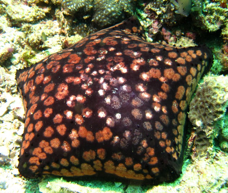 cushion-star - oman sea - mussandam