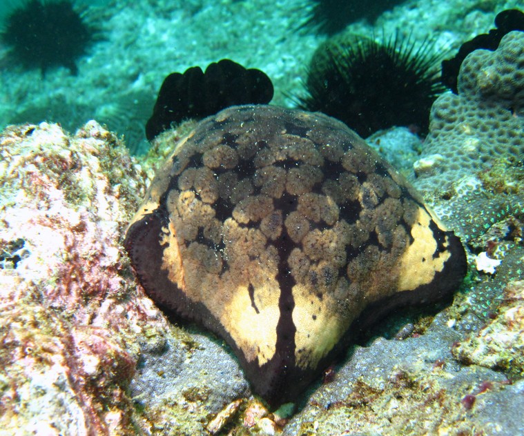 cushion-star - oman sea - mussandam