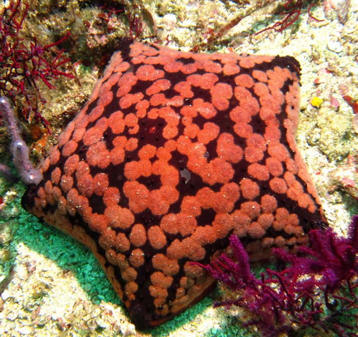 Etoile coussin d'Arabie - Lima rock - Oman