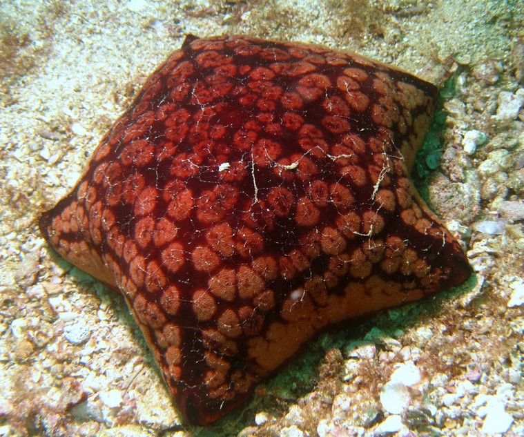coussin de requin - Oman - Ras lima