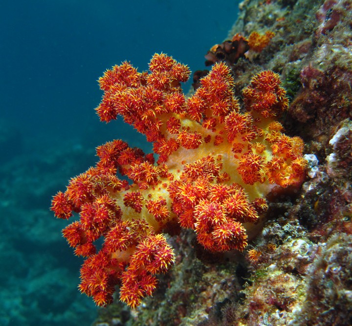 red soft coral - Oman sea