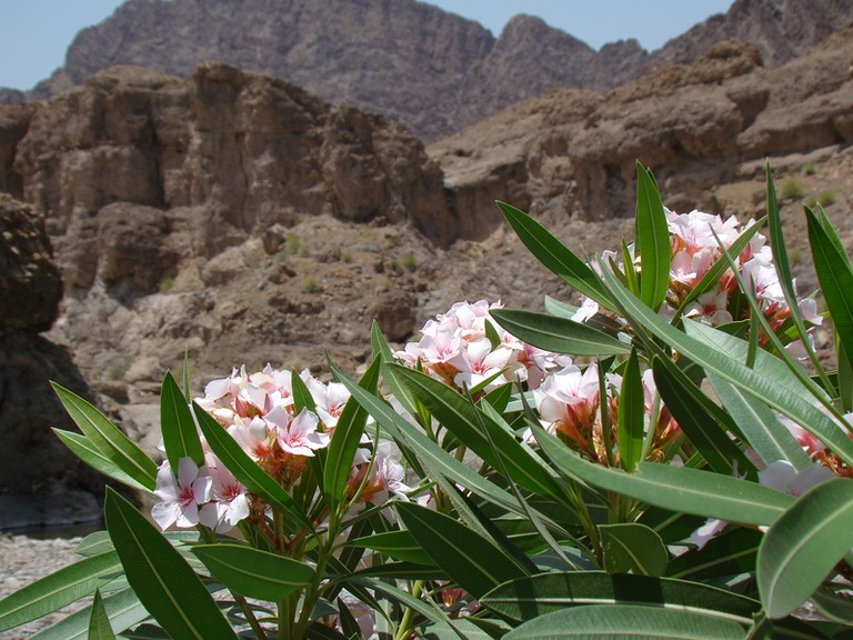 Hatta pools Dubai Emirats Arabes Unis