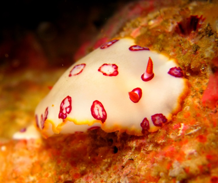 HYPSELODORIS DOLLFUSI (PRUVOTFOL, 1933)