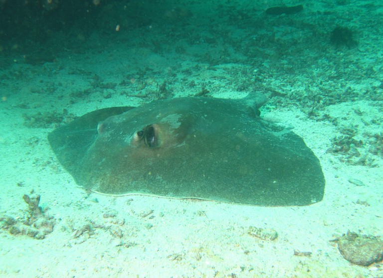 Film sous-marin raie pastenague Musandam Sultanat Oman Scuba diving