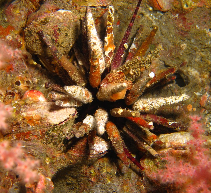imperial urchin - Musandam - Ormuz detroit - Sultanate of Oman