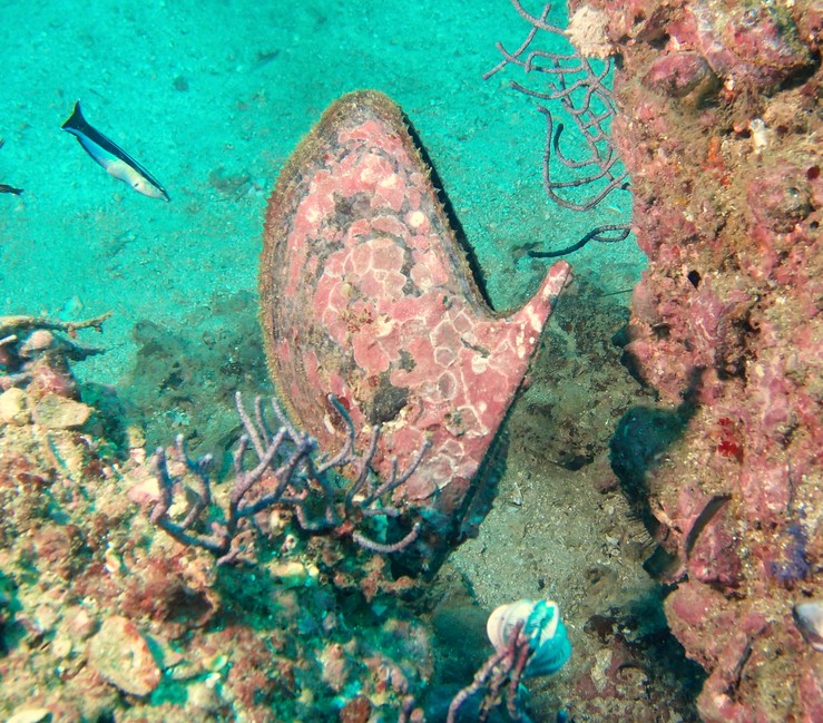 pearl oyster musandam oman diving