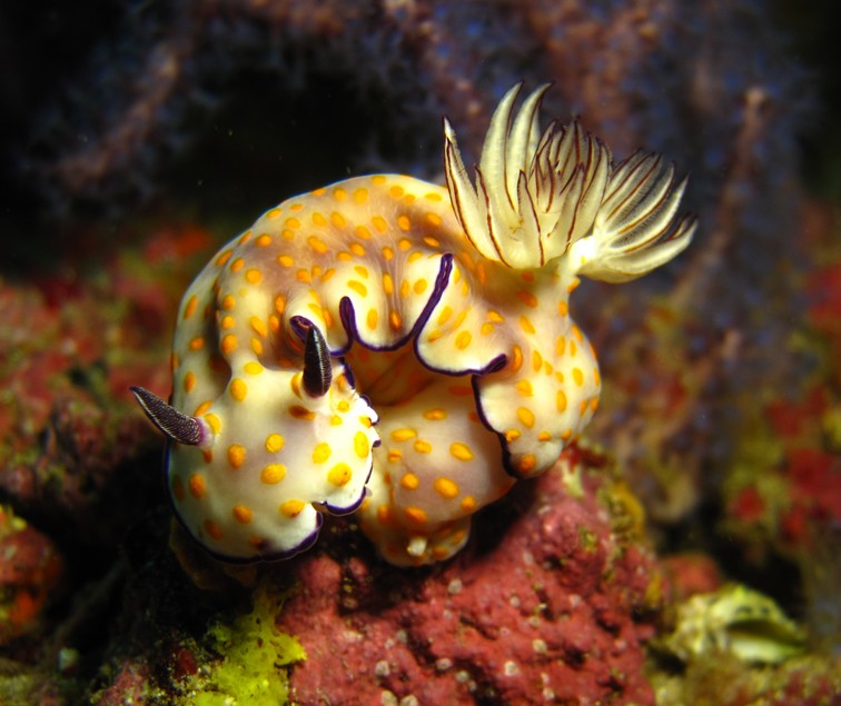 Nudibanch Oman Ras Marovi Mussandam Nudibranchia Doridina Chromodorididae