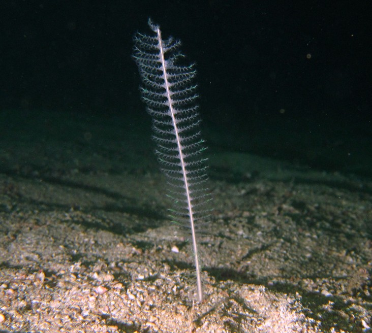 virgularia sp mer oman musandam vers sable plume de mer sea pen