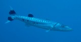 Sphyraena barracuda Oni-kamasu オニカマス ニューカレドニア