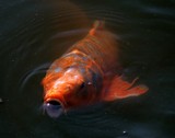 Carpe koi poisson ornemental asiatique Cyprinus carpio 鯉 Japanese carp nishikigoi Butterfly ghost farm