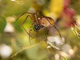 araignée Nouvelle-Calédonie spyder New Caledonia nephila plumipes